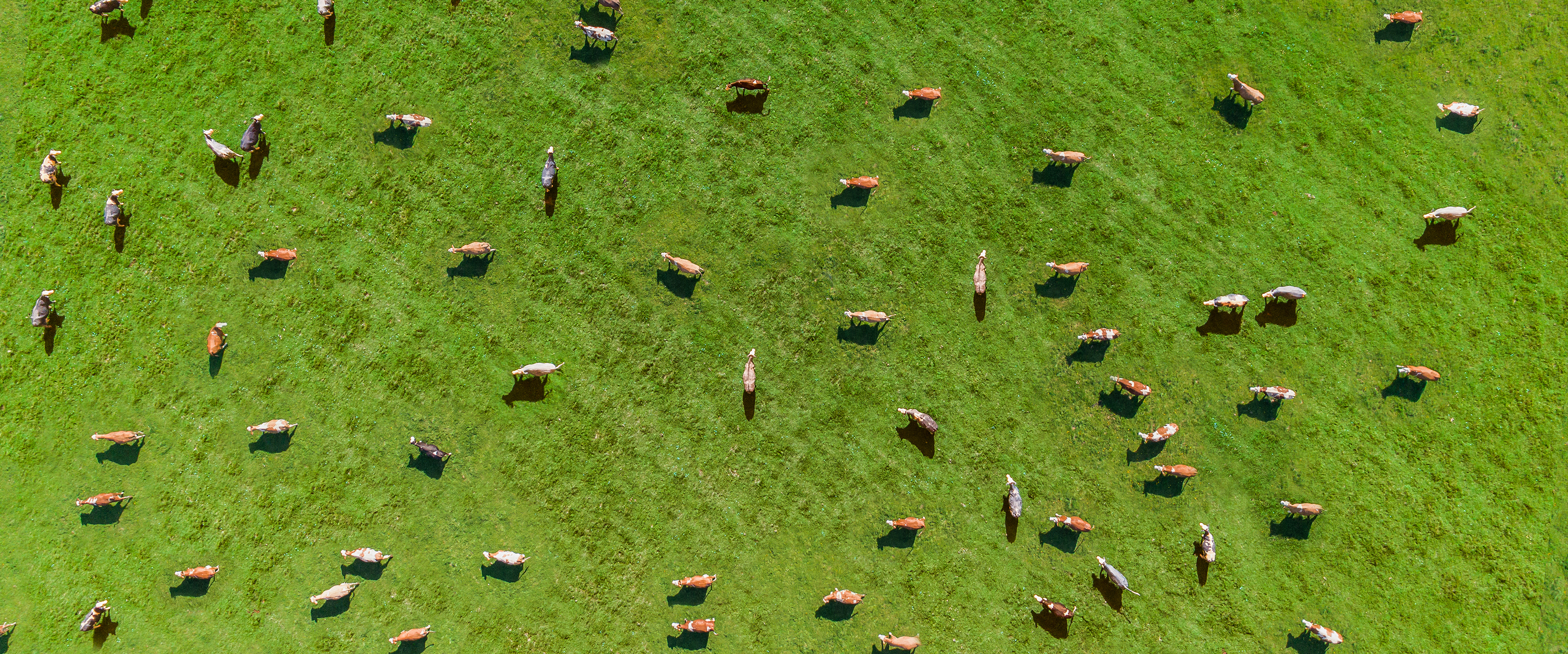 Cows in a field at sunset